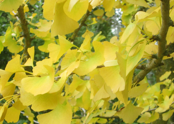 autumn-ginkgo-700x500.JPG