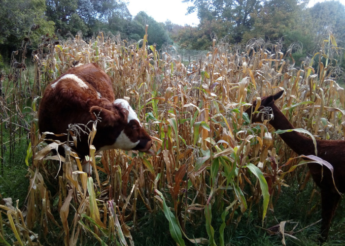 Moo2-700x500.jpg
